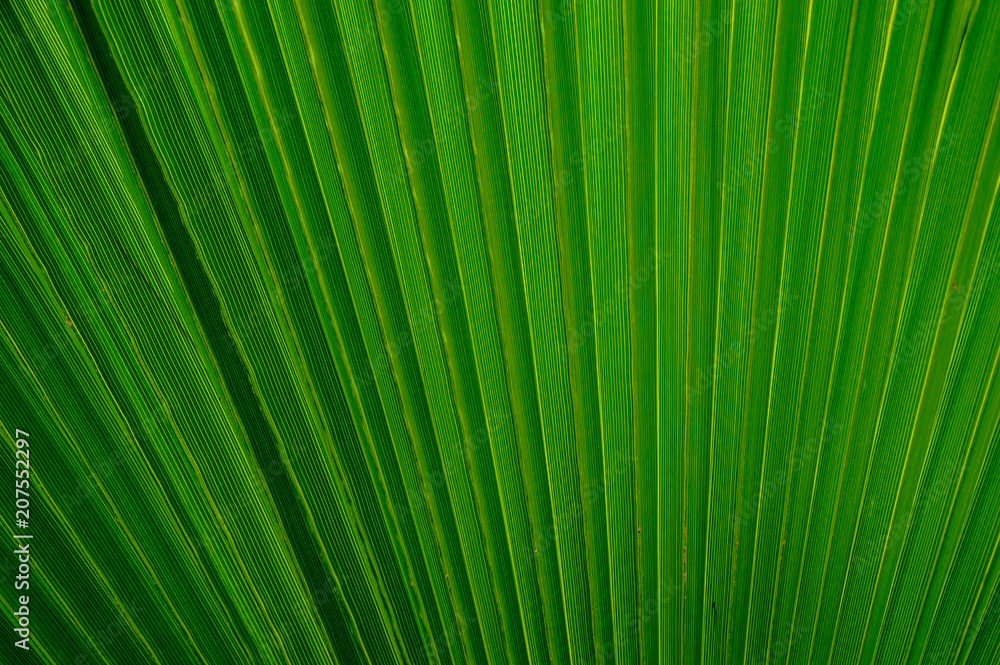 Abstract image of a green palm leaf for the background Abstract image of a green palm leaf for the background