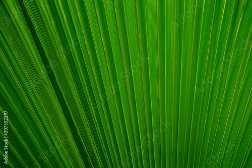 Abstract image of a green palm leaf for the background