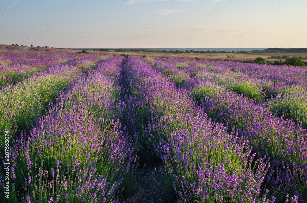 Meadow of lavender. Meadow of lavender.