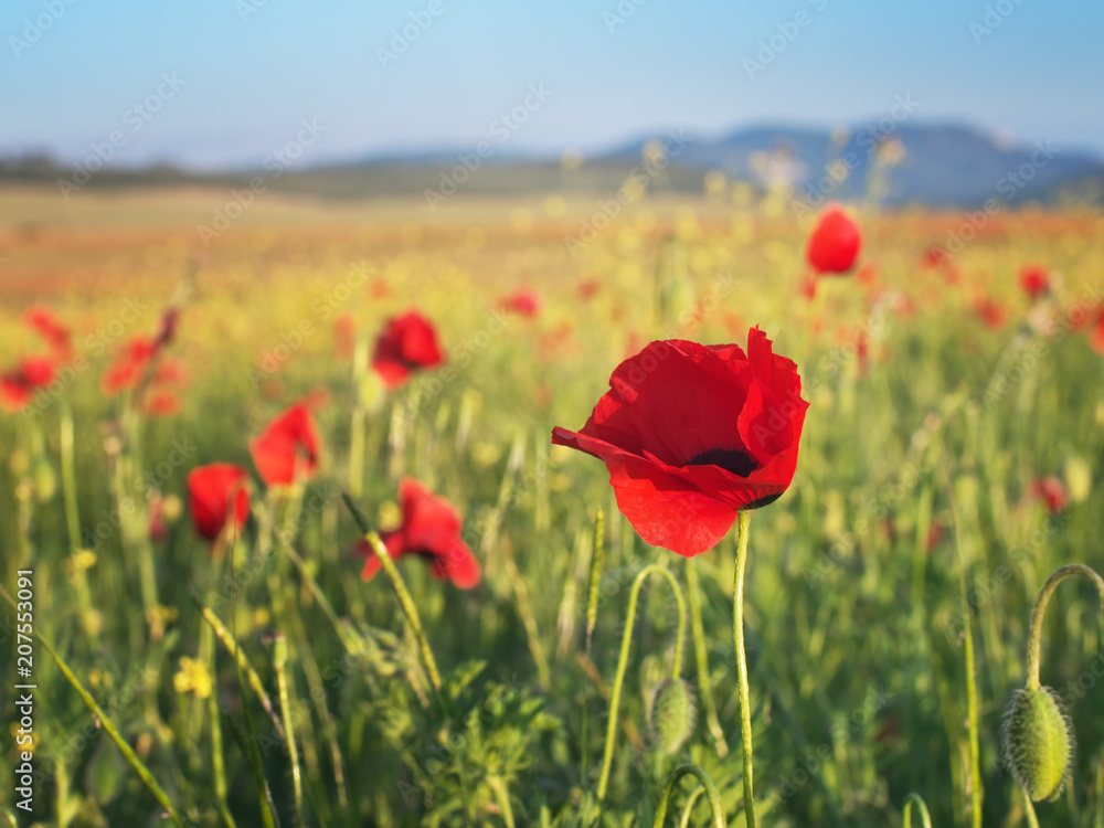 Red poppy flower portrait in meadow. Red poppy flower portrait in meadow.