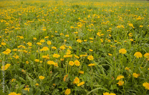 A field of blossoming yellow dandelions in the spring