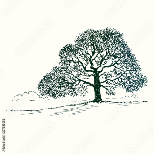 Oak tree silhouette  hand drawn doodle  sketch in pop art style  black and white vector illustration