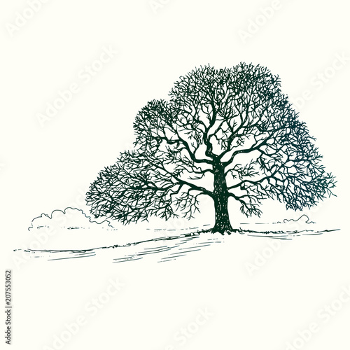 Oak tree silhouette, hand drawn doodle, sketch in pop art style, black and white vector illustration