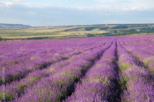 Meadow of lavender.