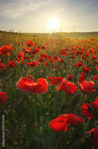 Spring poppy flowers  in meadow