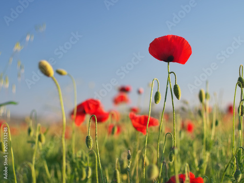 Red poppy flower portrait in meadow.