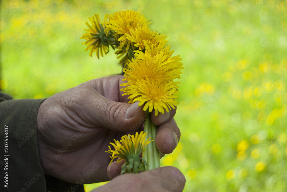 The process of weaving a wreath. Men's hands weave a wreath of yellow dandelions. The process of weaving a wreath. Men's hands weave a wreath of yellow dandelions.