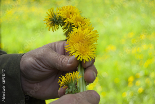 The process of weaving a wreath. Men's hands weave a wreath of yellow dandelions.
