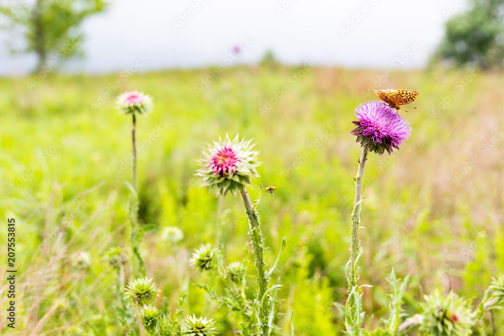 Butterfly and Thistle