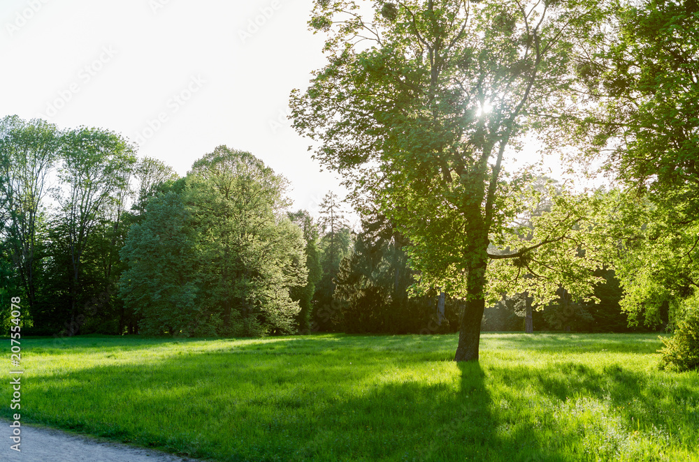 Green lawn with trees in park under sunny light