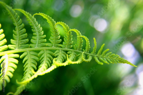Branch of ferns on a green background