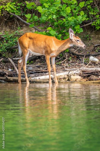 Deer at Lake © Cris Ritchie Photo