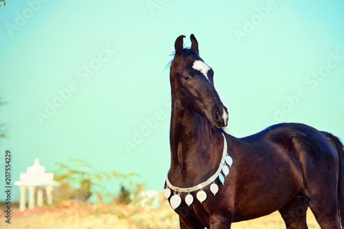 Fototapeta Naklejka Na Ścianę i Meble -   portrait of beautiful black Marwari colt . India