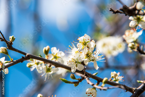 Small delicate white flowers on a branch. Cherry tree