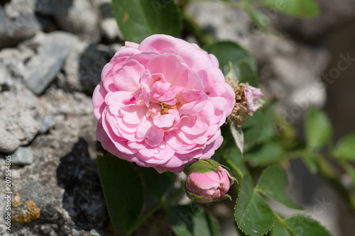 Pink climbing rose