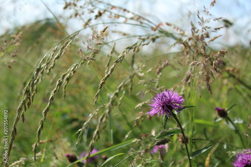 fleur des champs
