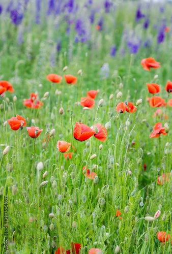 Beautiful red poppies flowers in a field. Flowers background
