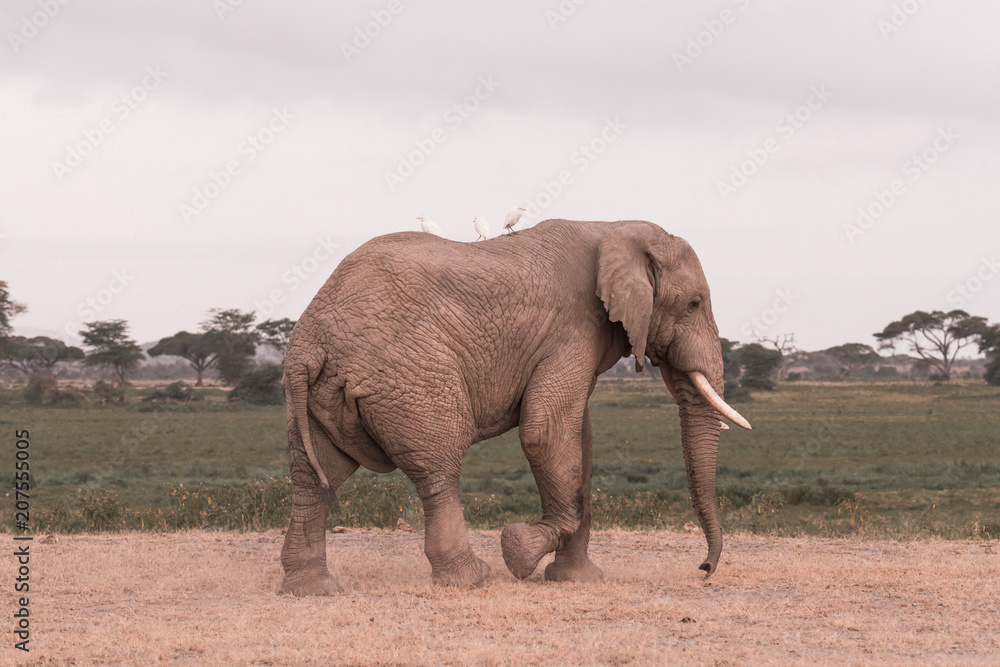 Obraz premium An Elephant walks the foot of Mt. Kilimanjaro