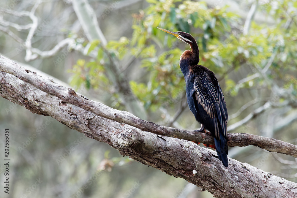 Fototapeta premium Anhinga australska - Anhinga novaehollandiae - Australasian Darter drying wings