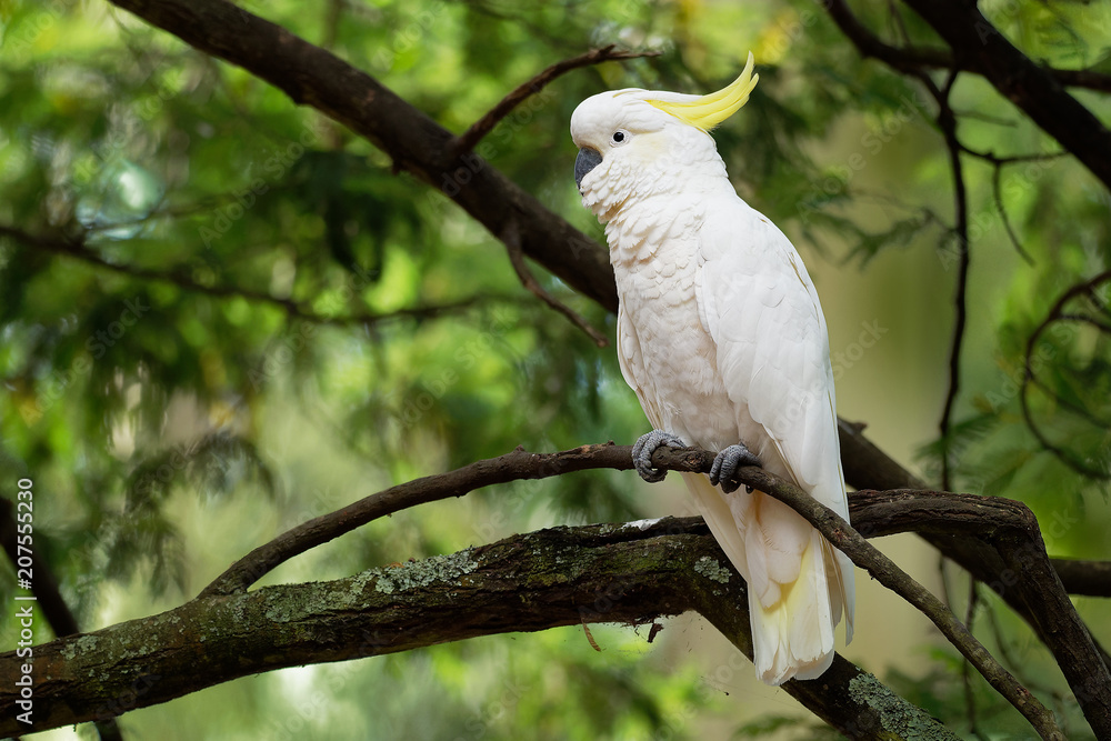 Cacatua galerita - Sulphur-crested Cockatoo sitting on the branch in Australia. Big white and yellow cockatoo with green background Cacatua galerita - Sulphur-crested Cockatoo sitting on the branch in Australia. Big white and yellow cockatoo with green background