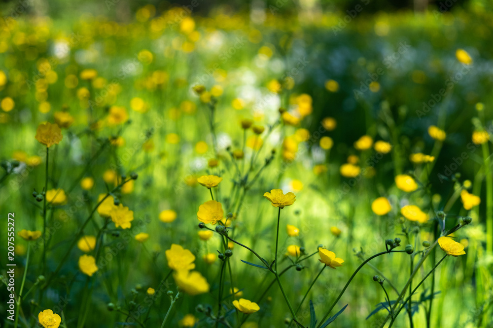 Yellow flowers in field with yellow-green background