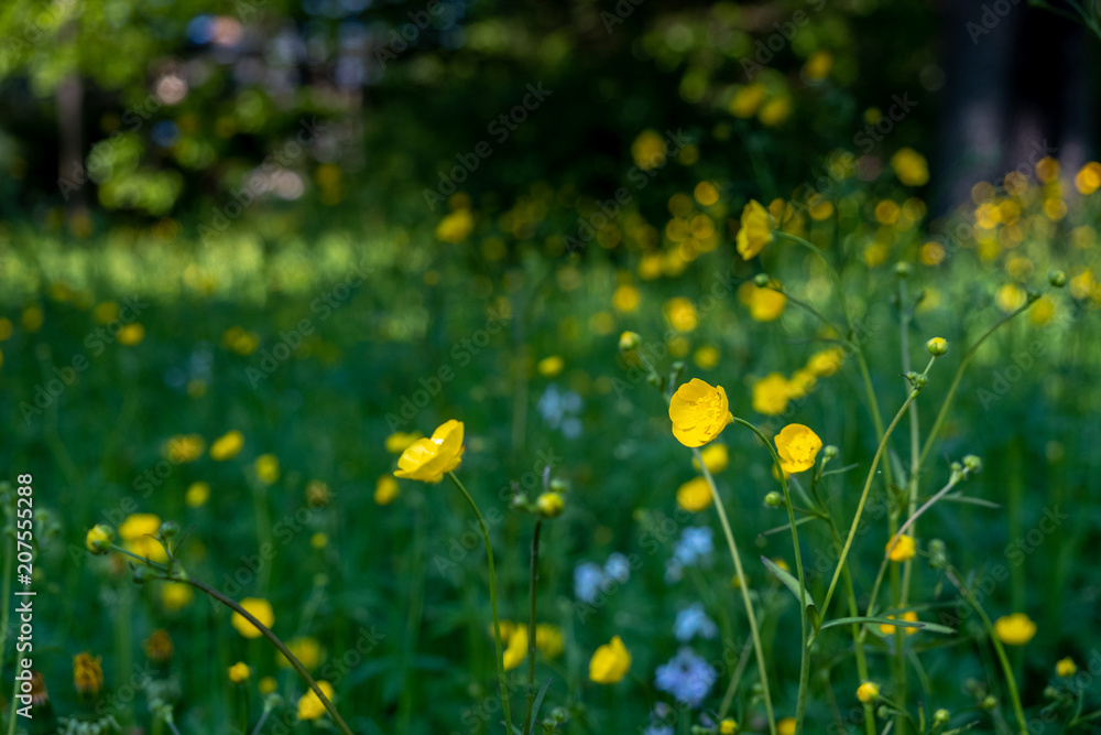 Yellow flowers in field with green background Yellow flowers in field with green background