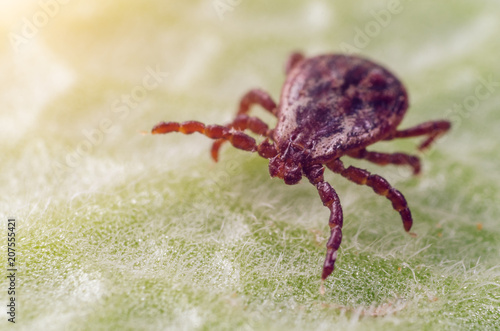 A dangerous parasite and infection carrier mite sitting on a green leaf