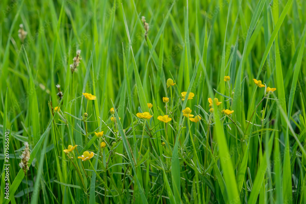 yellow flowers on a meadow yellow flowers on a meadow