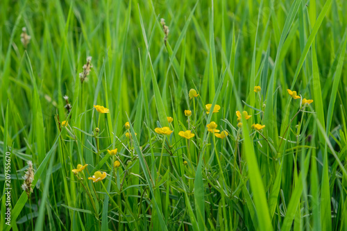 yellow flowers on a meadow