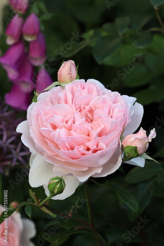 englische Rose in Pink "Wildeve" Makro