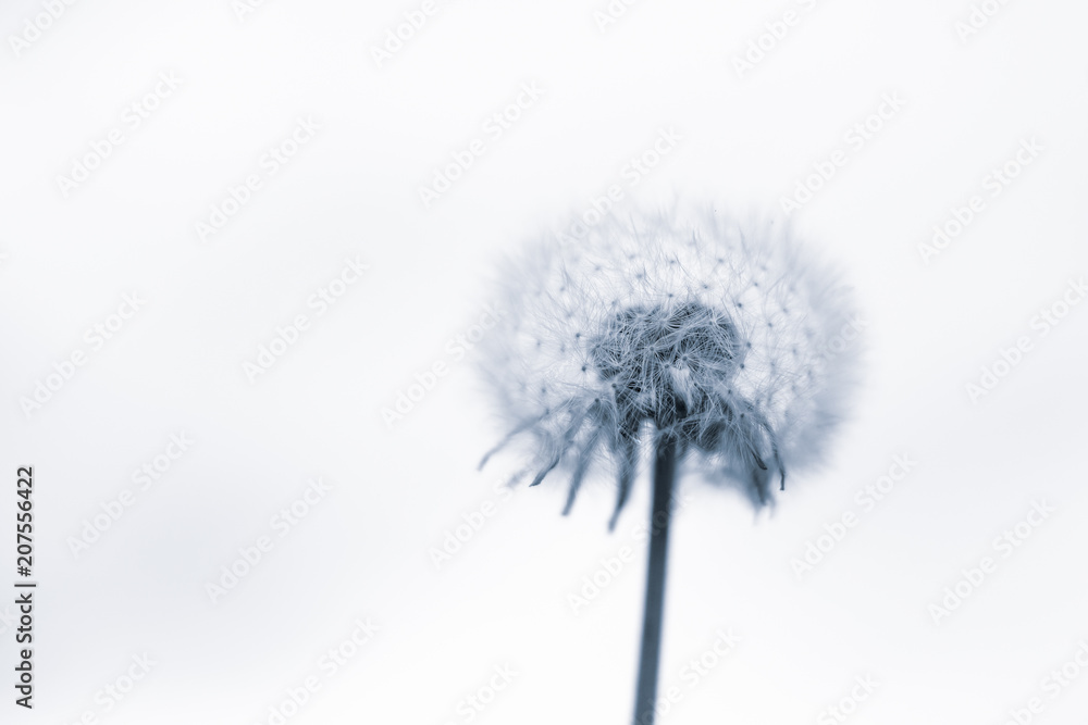 black and white photo of a dandelion in the style of minimalism. soft focus
