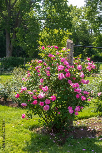 Fototapeta Naklejka Na Ścianę i Meble -  Bright pink rose bush
