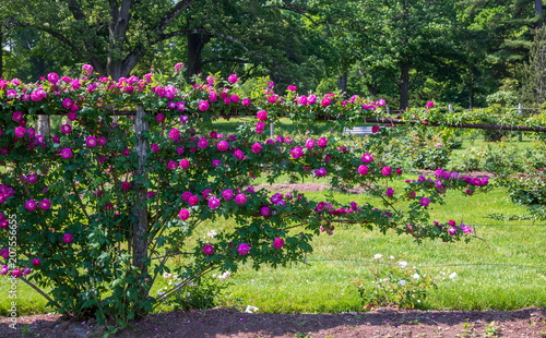 Fototapeta Naklejka Na Ścianę i Meble -  Bright pink rose growing along a fence