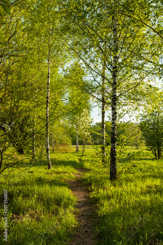 Path With New Green Grass And Young Birch With Leaves Grow In Birchwood In Park In Sunny Day On Spring.