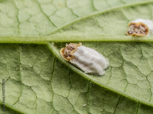 closeup of hydrangea scale sucking on a leaf