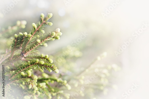 fresh spring fir shoots, soft focus on a light blurred background