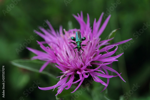 Green bug - purple blossom - green background - Stockphoto