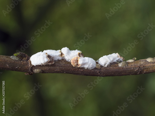 hydrangea scale insect sucking on branch photo