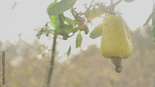 A movement shot of a big fresh yellow cashew fruit and nut on a tree against the sun in the cashew cultivation farm in the tropical region.  photo