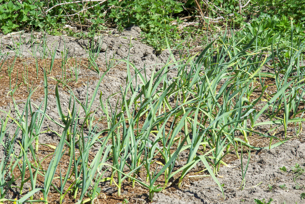 young garlic growing in the garden in the spring at the cottage in the village young garlic growing in the garden in the spring at the cottage in the village