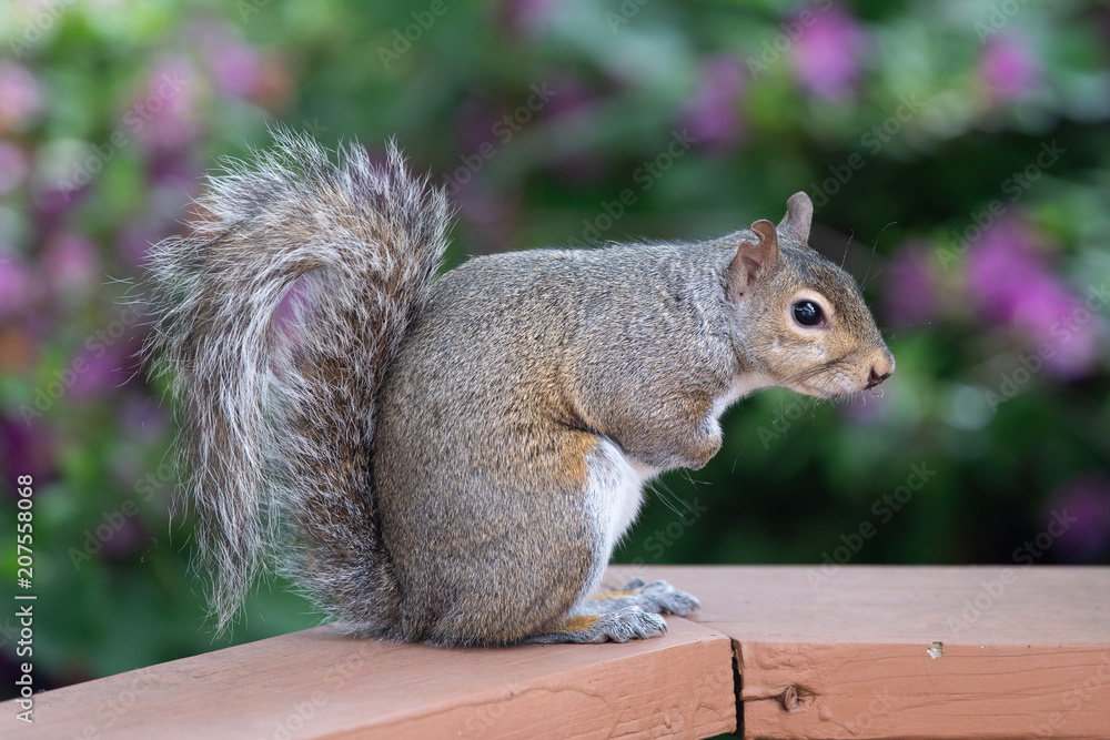 Obraz premium Squirrel