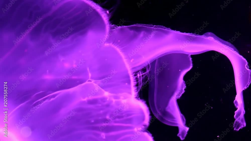Slow motion relaxing view background of a glowing pink color jellyfish slowly floating in the dark aquarium water Slow motion relaxing view background of a glowing pink color jellyfish slowly floating in the dark aquarium water