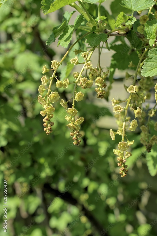 Gardening, cultivation, agriculture and care of vegetables and fruits concept: spring buds of redcurrant flowers. Gardening, cultivation, agriculture and care of vegetables and fruits concept: spring buds of redcurrant flowers.