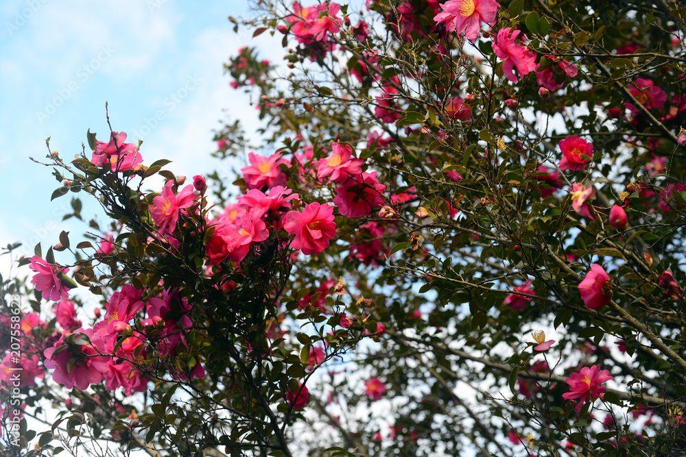 Camellia sasanqua-5