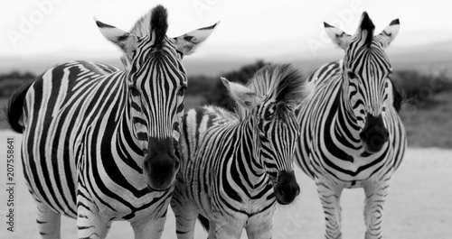 Zebras © Peter