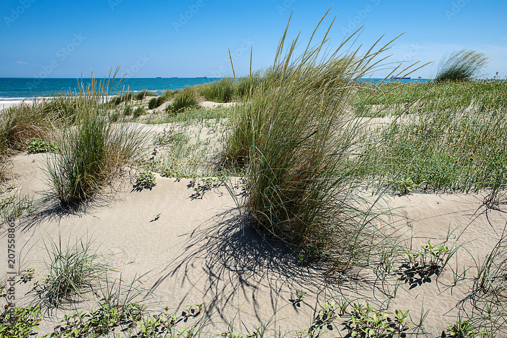 Wild sandy dunes at the beach
Wild sandy dunes at the beach