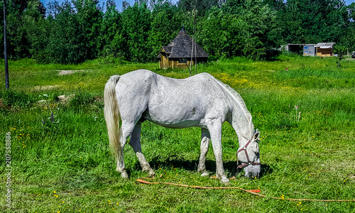 Horse in the in the meadow.