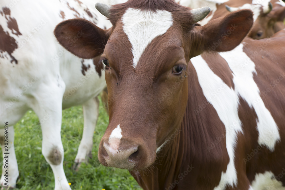 Spotted red and white cows in the meadow Spotted red and white cows in the meadow