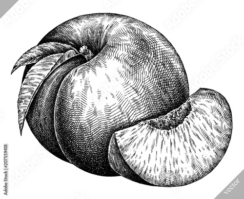 Engrave isolated peach hand drawn graphic illustration