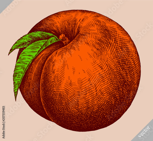 Engrave isolated peach hand drawn graphic illustration